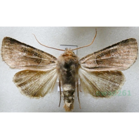 Chersotis cuprea (Denis & Schiffermüller, 1775) Czech8l